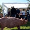 Les artistes ont la bêche : 5 avril 2016