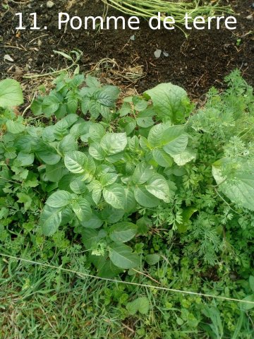 Plantes du Jardin d'Eden début juin 2019