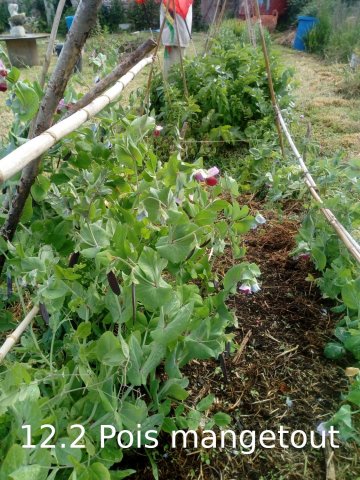 Plantes du Jardin d'Eden début juin 2019