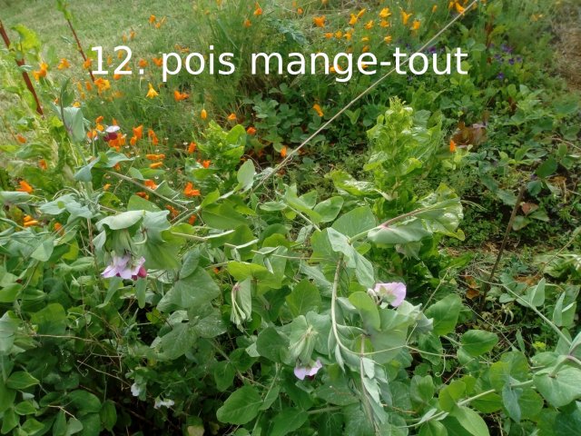 Plantes du Jardin d'Eden début juin 2019