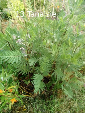 Plantes du Jardin d'Eden début juin 2019