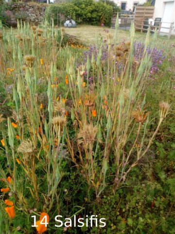 Plantes du Jardin d'Eden début juin 2019