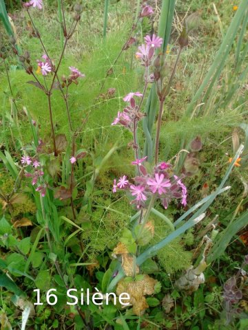 Plantes du Jardin d'Eden début juin 2019
