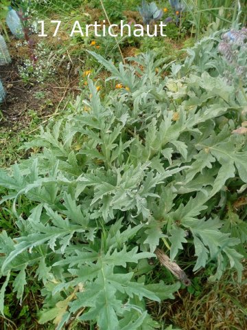 Plantes du Jardin d'Eden début juin 2019