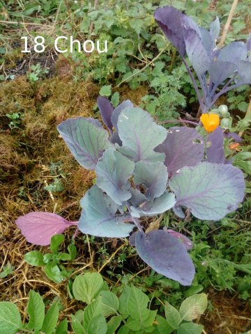 Plantes du Jardin d'Eden début juin 2019