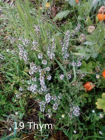 Plantes du Jardin d'Eden début juin 2019