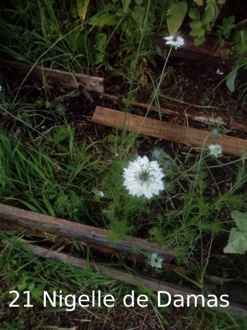 Plantes du Jardin d'Eden début juin 2019
