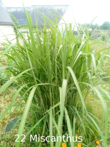 Plantes du Jardin d'Eden début juin 2019