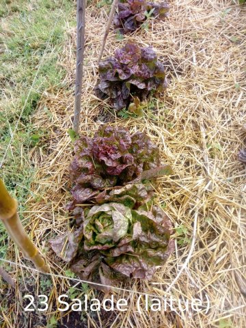 Plantes du Jardin d'Eden début juin 2019