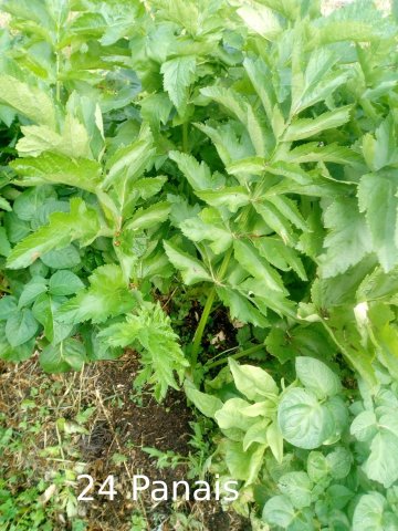 Plantes du Jardin d'Eden début juin 2019