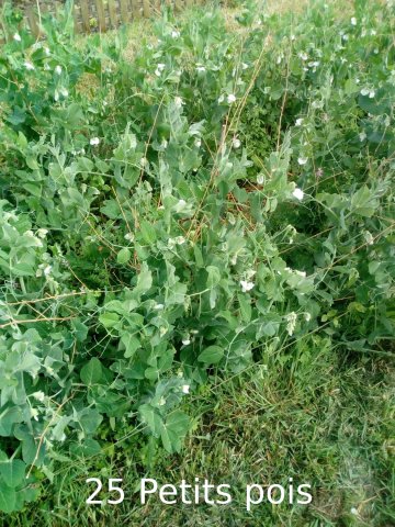 Plantes du Jardin d'Eden début juin 2019