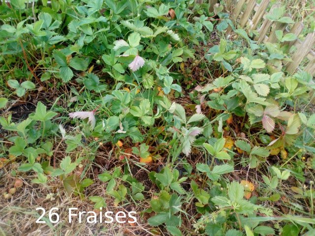 Plantes du Jardin d'Eden début juin 2019