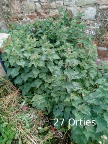 Plantes du Jardin d'Eden début juin 2019