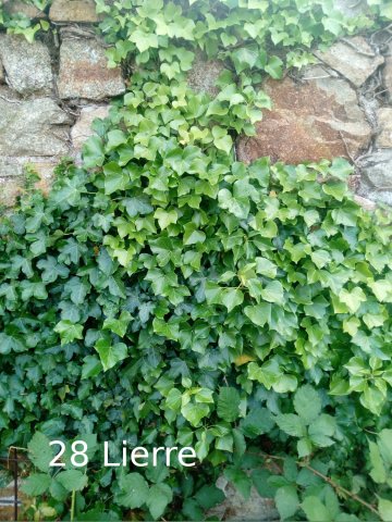 Plantes du Jardin d'Eden début juin 2019