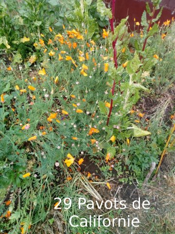 Plantes du Jardin d'Eden début juin 2019