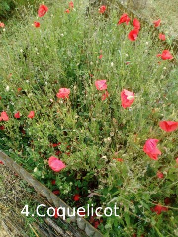 Plantes du Jardin d'Eden début juin 2019