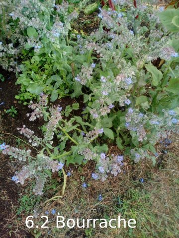 Plantes du Jardin d'Eden début juin 2019