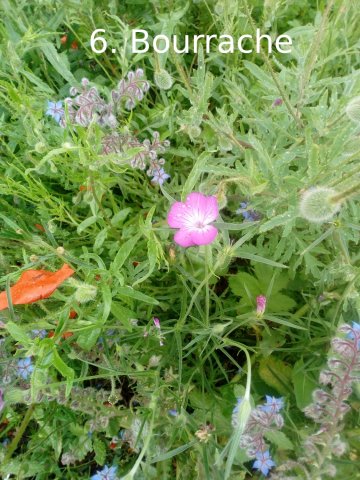 Plantes du Jardin d'Eden début juin 2019