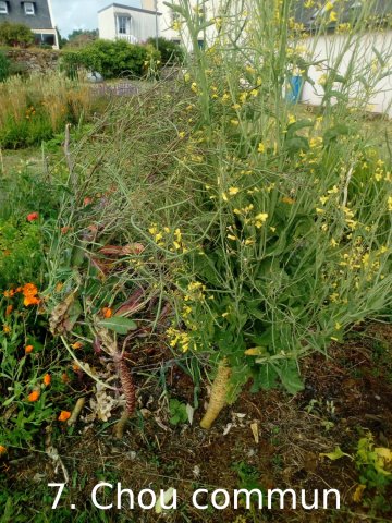 Plantes du Jardin d'Eden début juin 2019