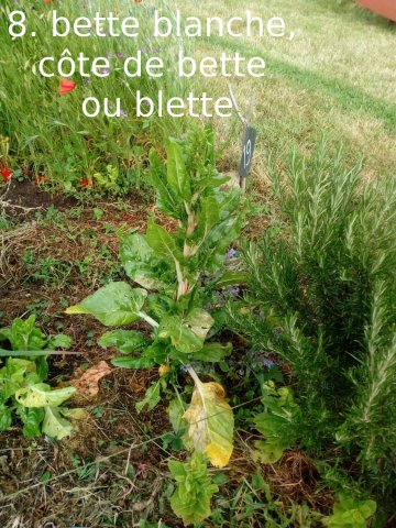 Plantes du Jardin d'Eden début juin 2019