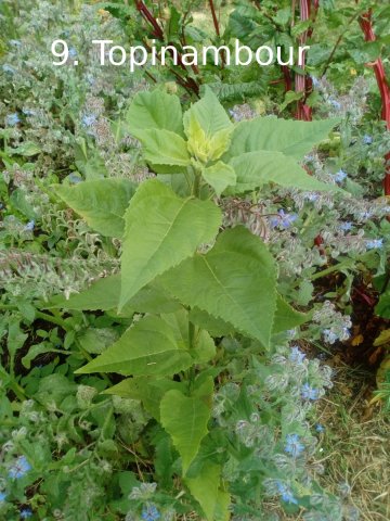 Plantes du Jardin d'Eden début juin 2019