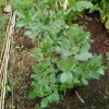 Plantes du Jardin d'Eden début juin 2019