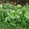 Plantes du Jardin d'Eden début juin 2019