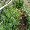 Plantes du Jardin d'Eden début juin 2019
