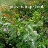 Plantes du Jardin d'Eden début juin 2019