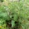 Plantes du Jardin d'Eden début juin 2019