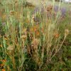 Plantes du Jardin d'Eden début juin 2019