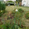 Plantes du Jardin d'Eden début juin 2019