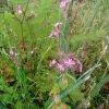 Plantes du Jardin d'Eden début juin 2019