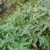 Plantes du Jardin d'Eden début juin 2019