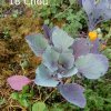 Plantes du Jardin d'Eden début juin 2019