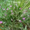 Plantes du Jardin d'Eden début juin 2019
