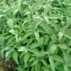 Plantes du Jardin d'Eden début juin 2019