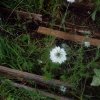 Plantes du Jardin d'Eden début juin 2019