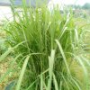 Plantes du Jardin d'Eden début juin 2019