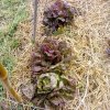 Plantes du Jardin d'Eden début juin 2019