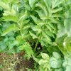 Plantes du Jardin d'Eden début juin 2019