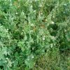 Plantes du Jardin d'Eden début juin 2019