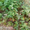 Plantes du Jardin d'Eden début juin 2019