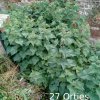 Plantes du Jardin d'Eden début juin 2019