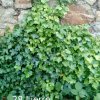 Plantes du Jardin d'Eden début juin 2019