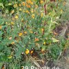 Plantes du Jardin d'Eden début juin 2019