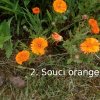 Plantes du Jardin d'Eden début juin 2019