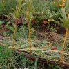 Plantes du Jardin d'Eden début juin 2019