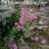 Plantes du Jardin d'Eden début juin 2019