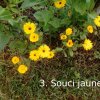 Plantes du Jardin d'Eden début juin 2019